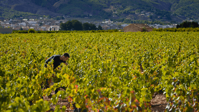 Trabajar en un viñedo de la cooperativa