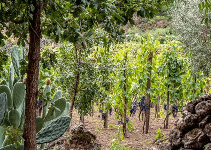 Vinos de Roccaperciata Vinos de Roccaperciata