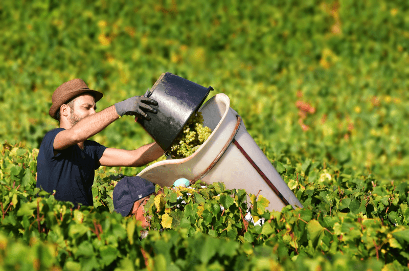 Cosecha en la Côte d'Or