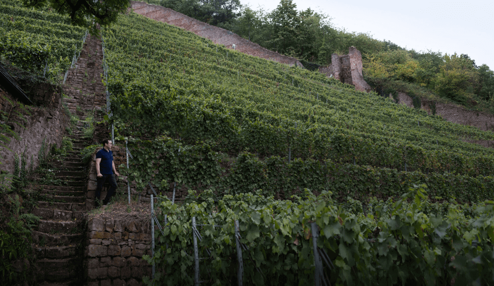 Bodega Fuerst Vineyards Schlossberg