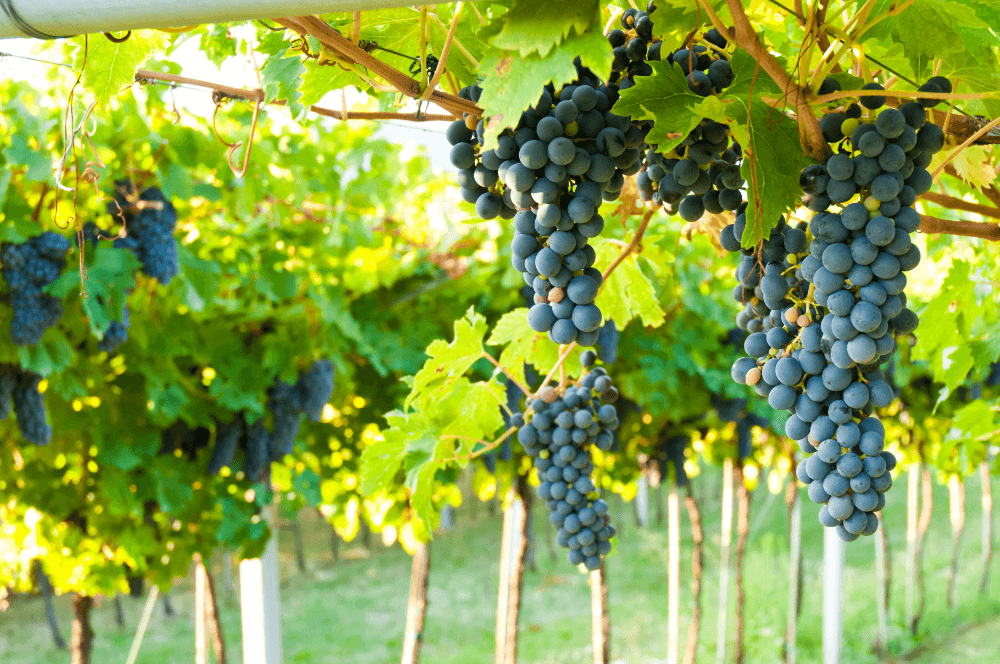 Uvas Amarone Uvas Amarone