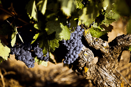 El Tempranillo El Tempranillo
