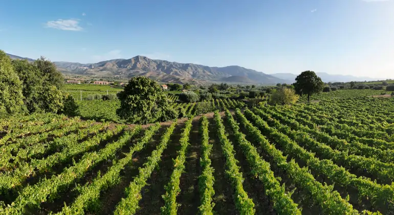 Rosado de todo el mundo y en todas sus facetas - paquete de descubrimiento 6x