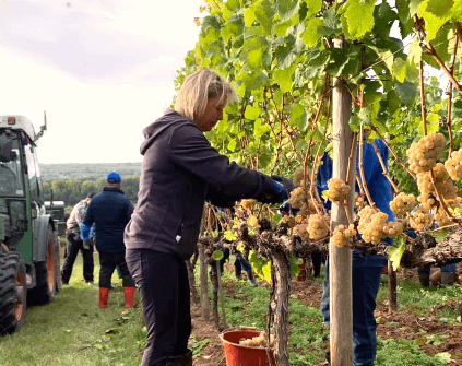 Cosecha en Spreitzer Cosecha en Spreitzer