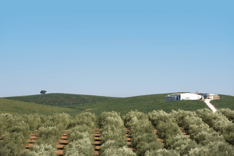 Viñedos Quinta das Arcas