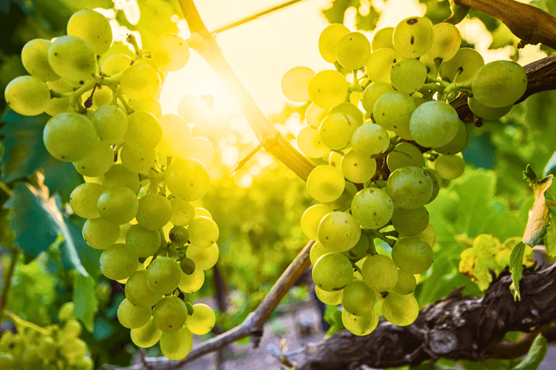 Uvas de Silvaner en la vid