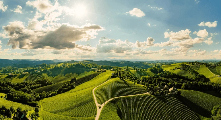 El viaje del Riesling por Alemania - paquete de 6 variedades de uva