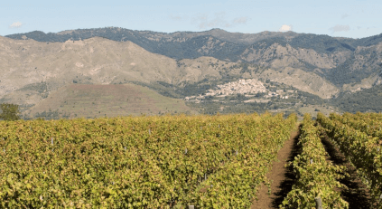 Roccaperciata Viticultura Roccaperciata Viticultura