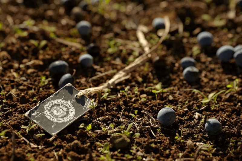 Bodegón de La Chinata