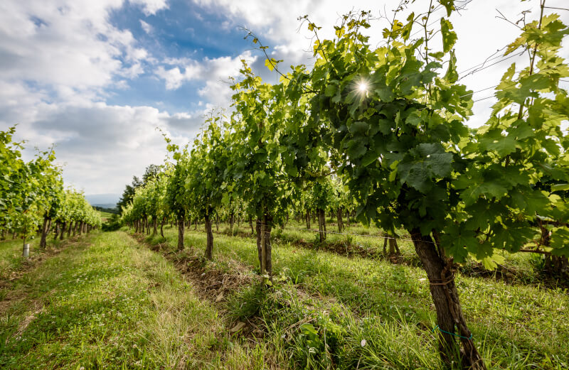 Goriska Brrda Weinberg Slowenien