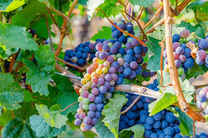 Vinos moldavos uvas de vino