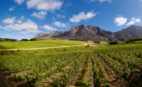 Vista sobre los viñedos hasta el Simonsberg