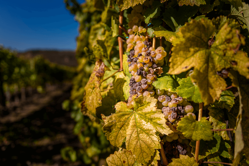 Uvas de Tokaj Uvas de Tokaj