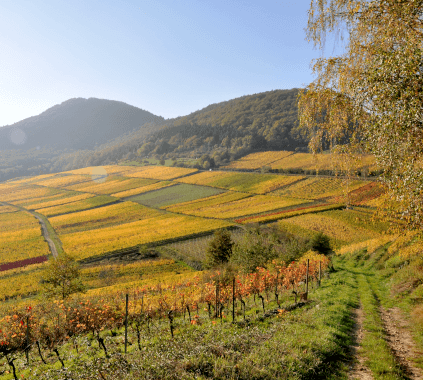 Viñedo del Dr. Wehrheim Viñedo del Dr. Wehrheim