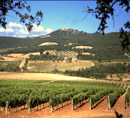 Viñedos de Collosorbo Viñedos de Collosorbo