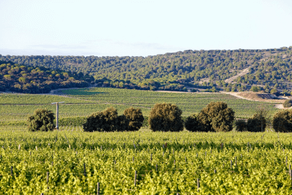 Viñedos de Abadia Retuerta
