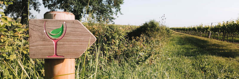 Viñedos de la cooperativa