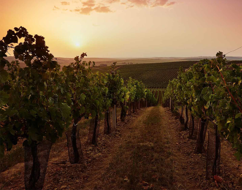 Los viñedos de Cantine Gentili al atardecer Los viñedos de Cantine Gentili al atardecer