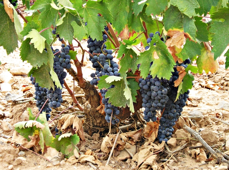 Tempranillo, Graciano y Garnacha son las variedades tintas de la Hacienda Grimón