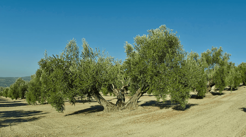 Olivar de La Chinata