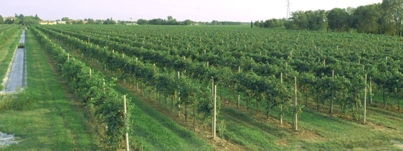 Un viñedo de Pradio