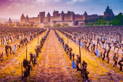 Viñas en el Languedoc frente a la ciudad de Carcassonne Viñas en el Languedoc frente a la ciudad de Carcassonne