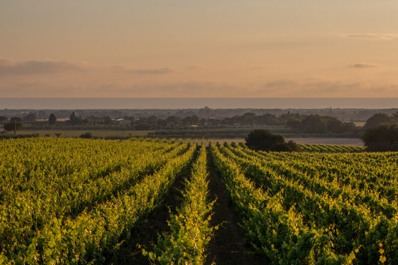 Viñedo Ca'Marcanda di Gaja