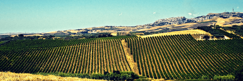 Bodega Barone Montalto