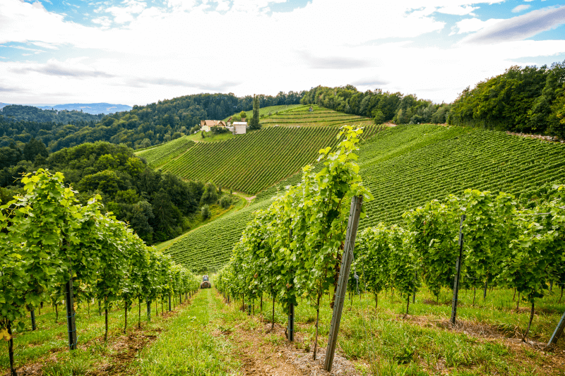 Suedsteirische-Weinberge