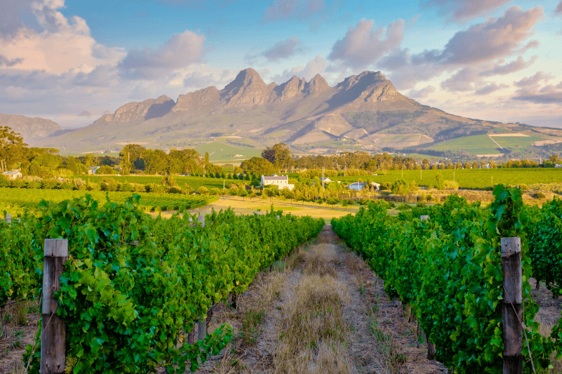 Weinlandschaft in Stellenbosch Weinlandschaft-in-Stellenbosch