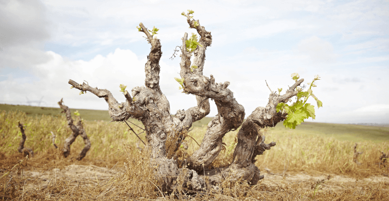 Bodega de la Ruta de las Especias Vid en el Paisaje