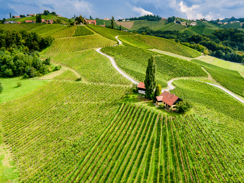Vino de mesa rumano viñedos Vino de mesa rumano viñedos
