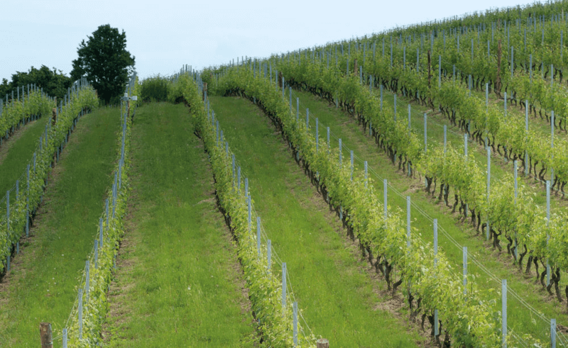 Los verdes viñedos de la finca Los verdes viñedos de la finca