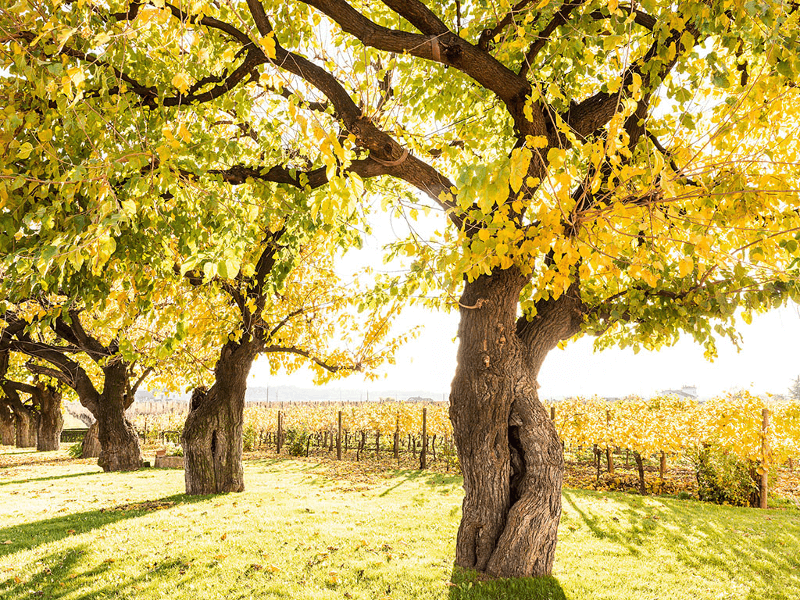 Zenato - impresión otoñal