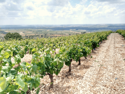 Prototipos de viñedos Prototipos de viñedos