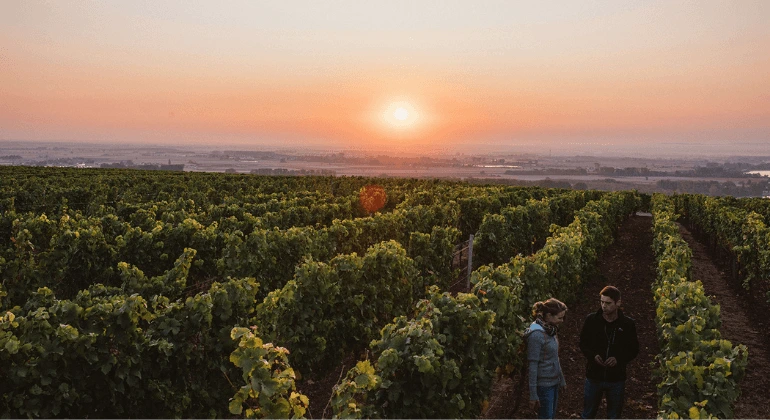 La variedad de la bodega Lisa Bunn - 6x paquete de degustación