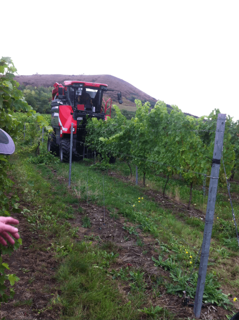 Kohler Wolbling Trabajo en el viñedo