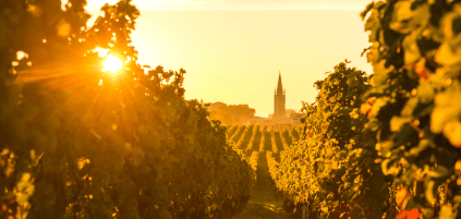 Viñedos alrededor de Saint-Émilion