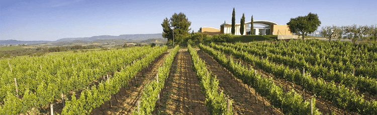 Bodega Jean Leon en el Penedés