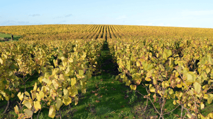 Vinos en el Domaine du Bois Bruley