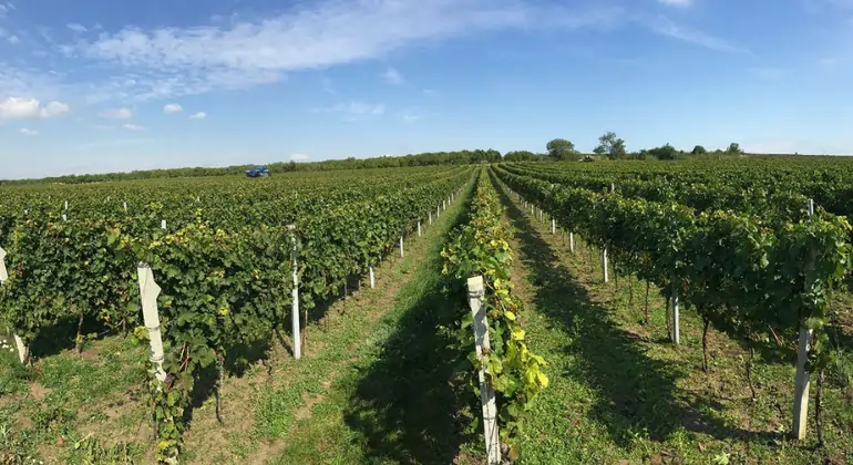 Disfrute del vino de Moravia de W18 - pack explorador de 6 botellas