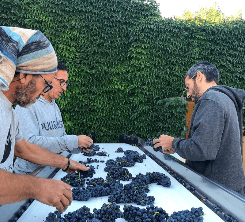 Selección de uvas en Cims de Porrera