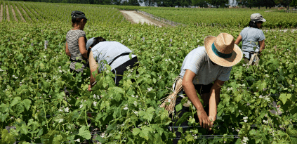 Vendimia en Château Latour Vendimia en Château Latour