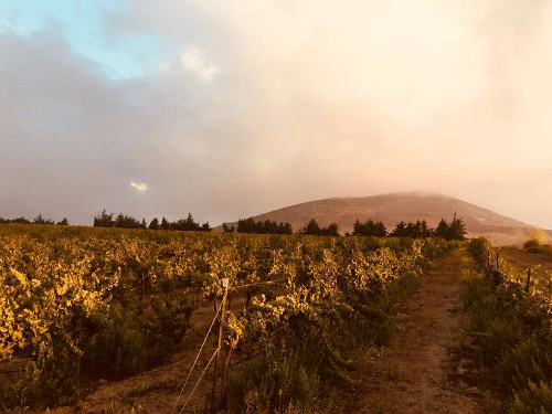Filas de viñedos de la Golan Heights Winery