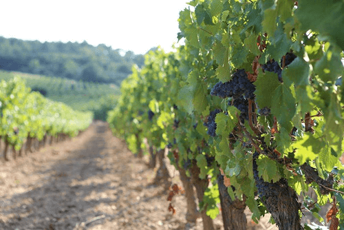 Viñedos de La Grange Viñedos de La Grange